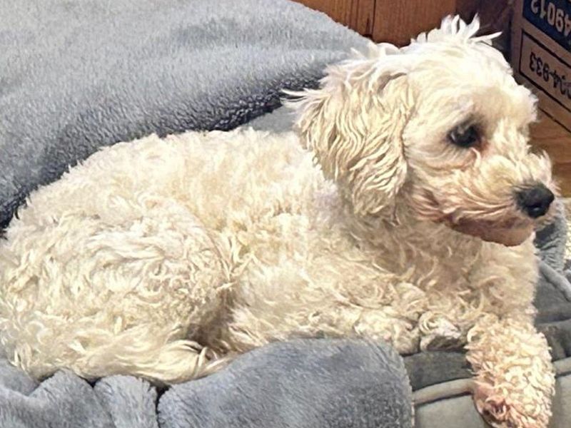 Poodle for adoption in Wickford, Essex – 3 years old - Image 3 of 4