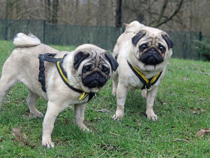 Pug for adoption in Liverpool, Merseyside – 5 years old