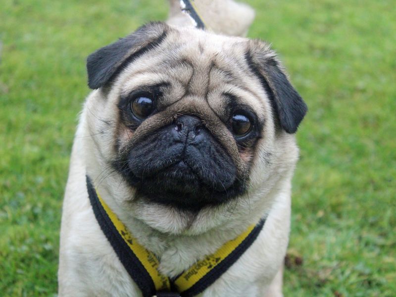 Pug for adoption in Liverpool, Merseyside – 5 years old