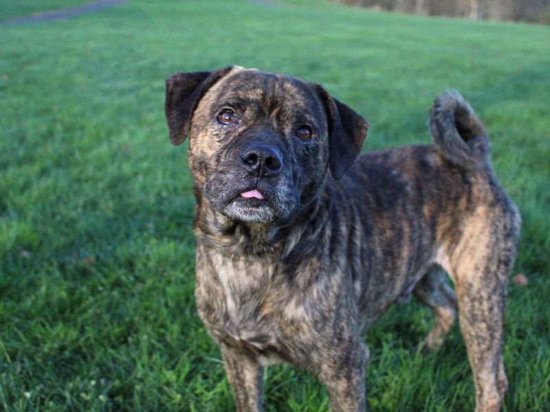 Staffordshire Bull Terrier for adoption in Sadberge, Co Durham – 3 years old
