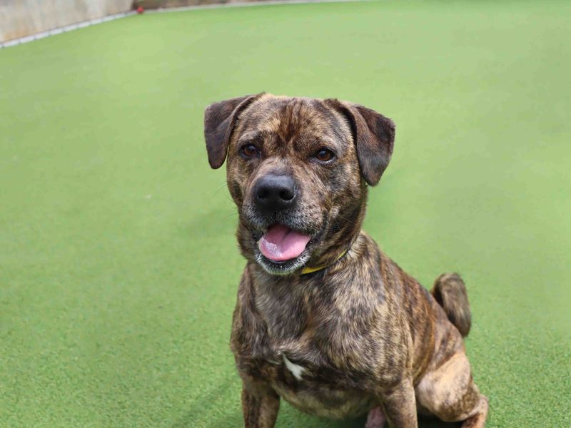 Brodie, a 6 years old male Crossbreed available for adoption from Dogs Trust in Sadberge & Middleton St George, County Durham