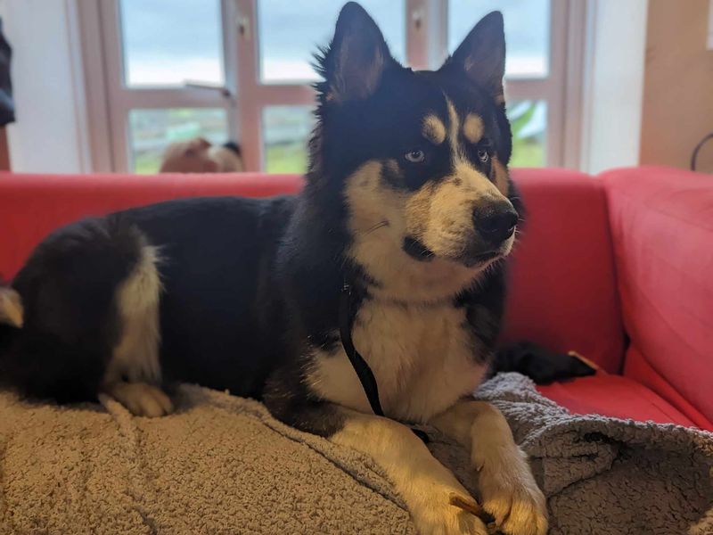 Siberian Husky for adoption in Mid Glamorgan, Wales – 1 year old - Image 2 of 5