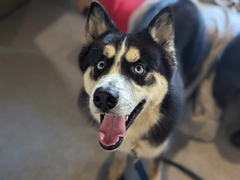 Siberian Husky for adoption in Mid Glamorgan, Wales – 1 year old - Image 4 of 5