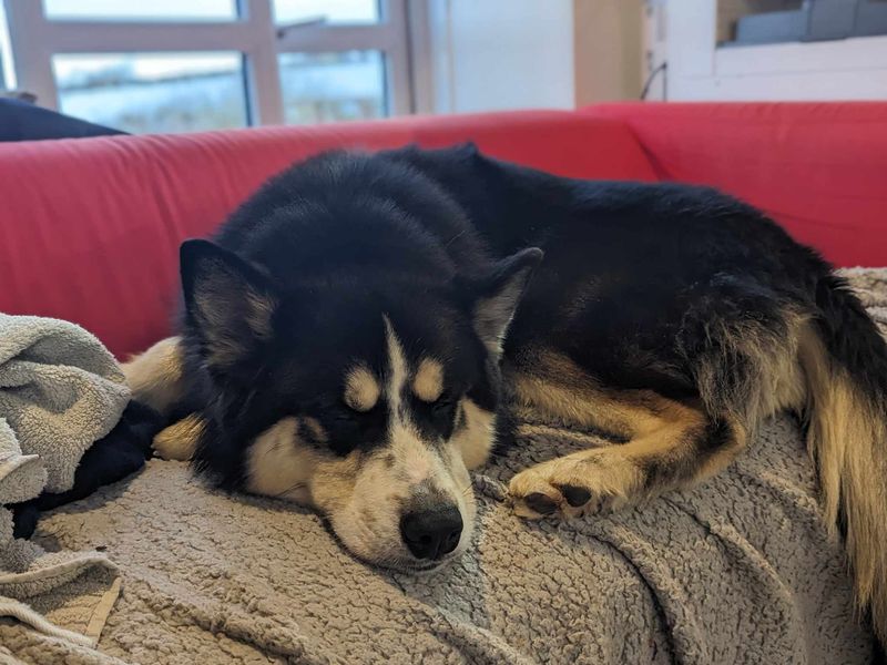 Siberian Husky for adoption in Mid Glamorgan, Wales – 1 year old - Image 1 of 5