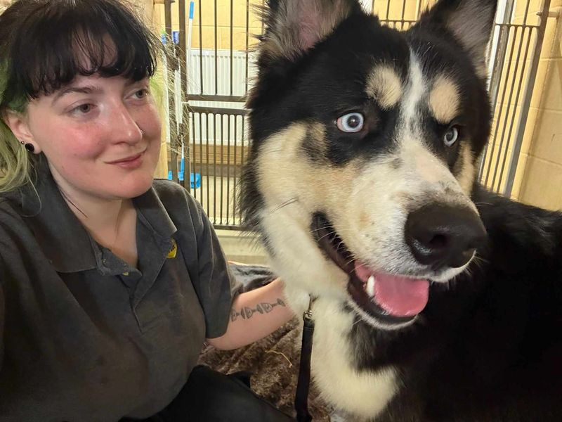 Siberian Husky for adoption in Mid Glamorgan, Wales – 1 year old - Image 5 of 5