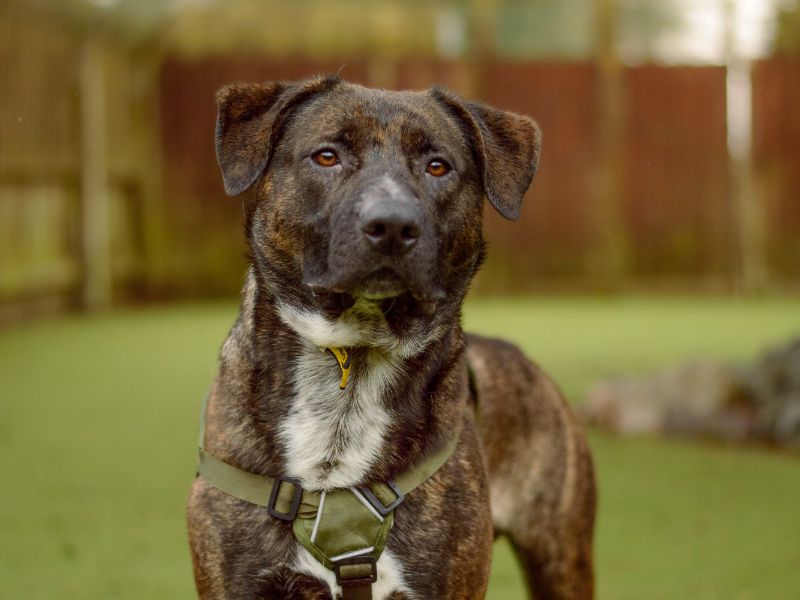 Bear for sale in Kenilworth, Warks - Image 3