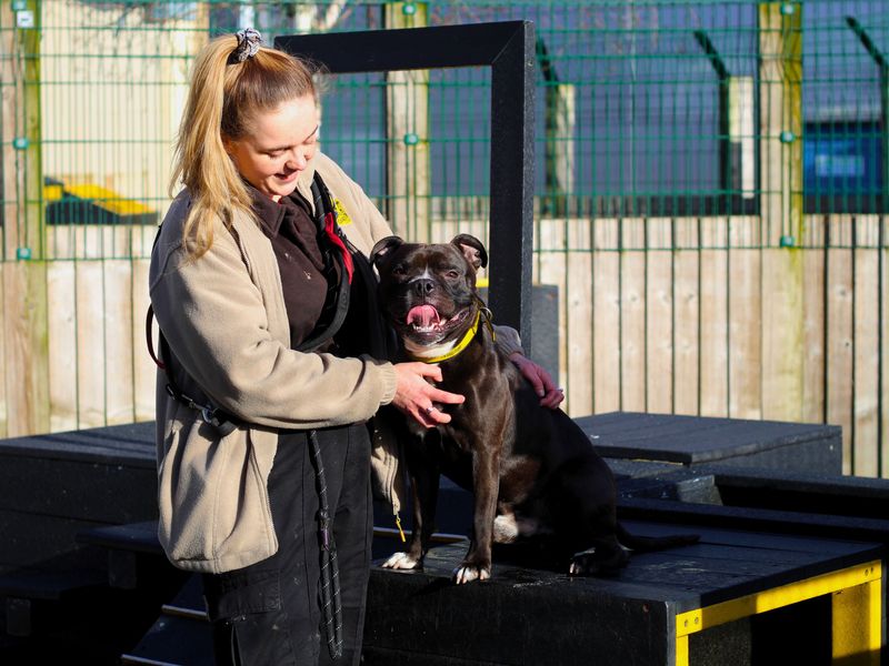 Staffordshire Bull Terrier for adoption in Manchester, Greater Manchester – 3 years old - Image 2 of 5
