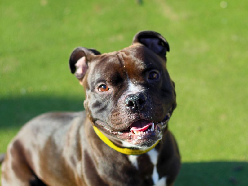 Staffordshire Bull Terrier for adoption in Manchester, Greater Manchester – 3 years old - Image 5 of 5