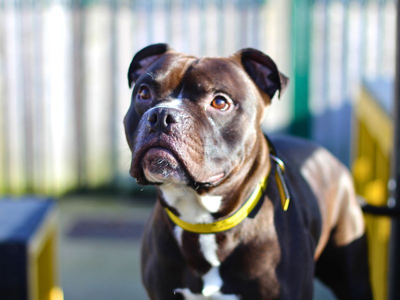 Staffordshire Bull Terrier for adoption in Manchester, Greater Manchester – 3 years old - Image 3 of 5