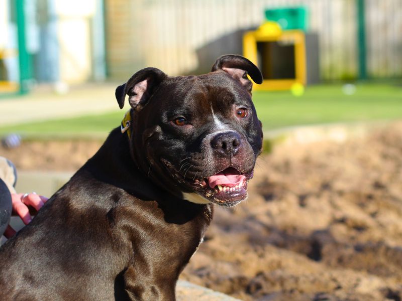 Staffordshire Bull Terrier for adoption in Manchester, Greater Manchester – 3 years old - Image 4 of 5