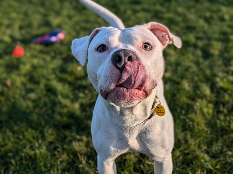 Staffordshire Bull Terrier for adoption in West Calder, West Lothian – 3 years old - Image 2 of 4