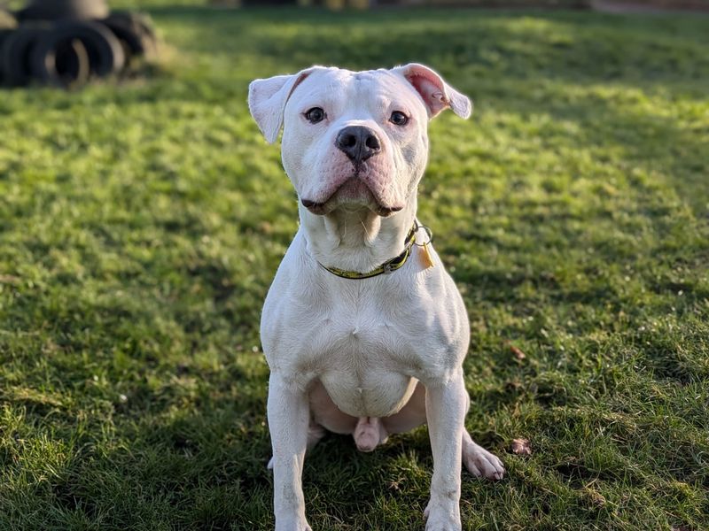 Staffordshire Bull Terrier for adoption in West Calder, West Lothian – 3 years old - Image 4 of 4