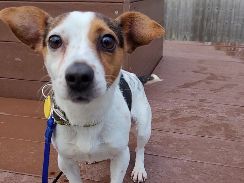 Jack Russell Terrier for adoption in Newton Tony, Wiltshire – 6 years old - Image 1 of 4