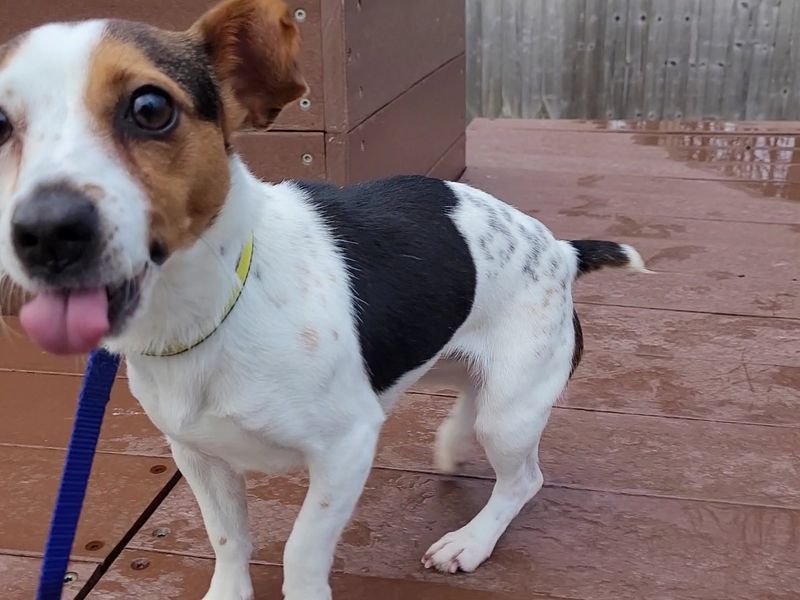 Jack Russell Terrier for adoption in Newton Tony, Wiltshire – 6 years old - Image 2 of 4