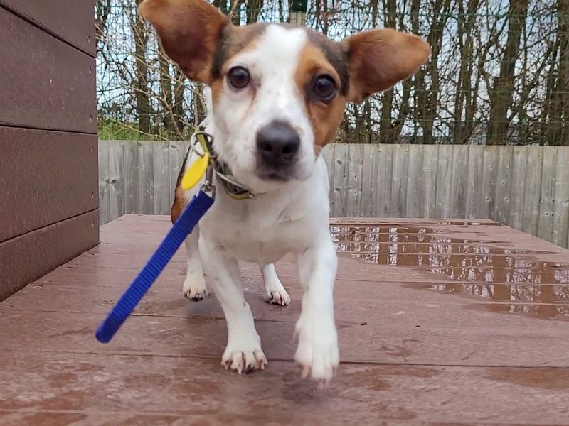 Jack Russell Terrier for adoption in Newton Tony, Wiltshire – 6 years old - Image 3 of 4