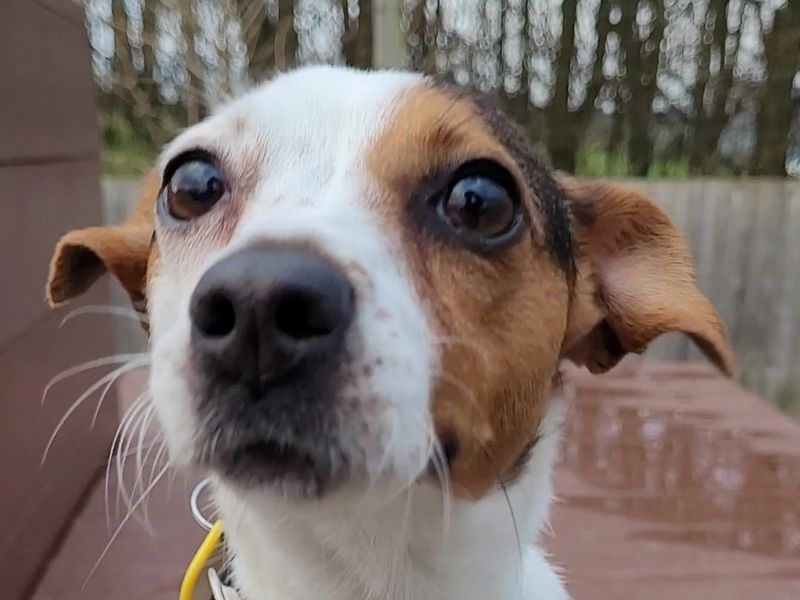 Jack Russell Terrier for adoption in Newton Tony, Wiltshire – 6 years old - Image 4 of 4