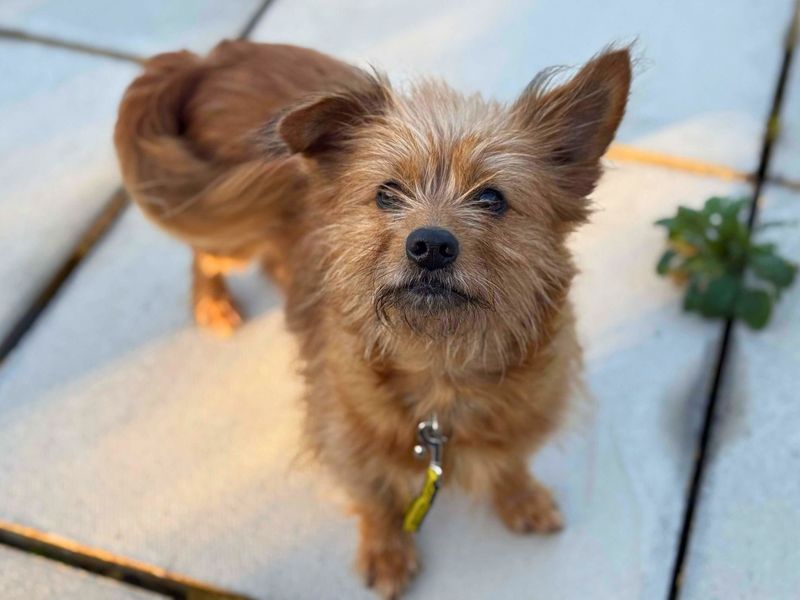 Jack Russell Terrier for adoption in Newton Tony, Wiltshire – 3 years old - Image 3 of 3