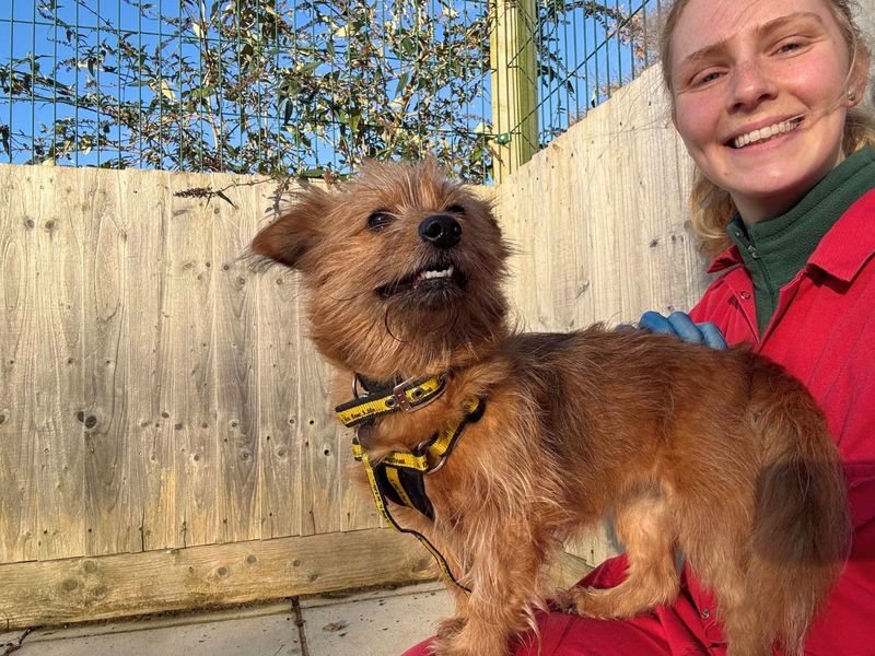 Jack Russell Terrier for adoption in Newton Tony, Wiltshire – 3 years old - Image 1 of 3