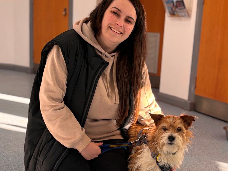 Jack Russell Terrier for adoption in Wymeswold, Leicestershire – 10 years old - Image 2 of 2