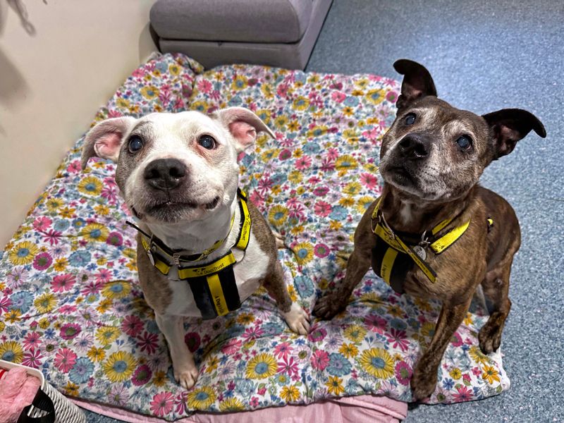 Staffordshire Bull Terrier for adoption in Shoreham by Sea, West Sussex – 14 years old