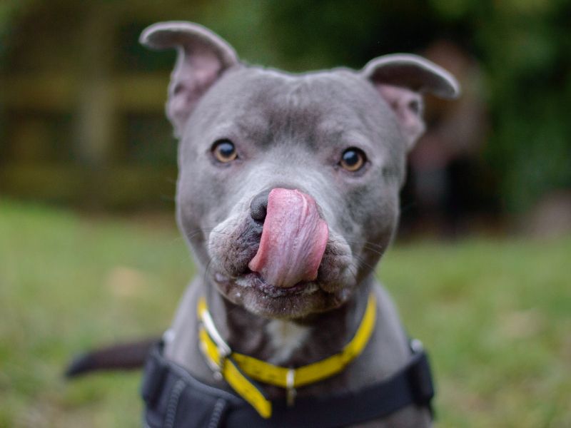 Winston for sale in Kenilworth, Warks | Image 3