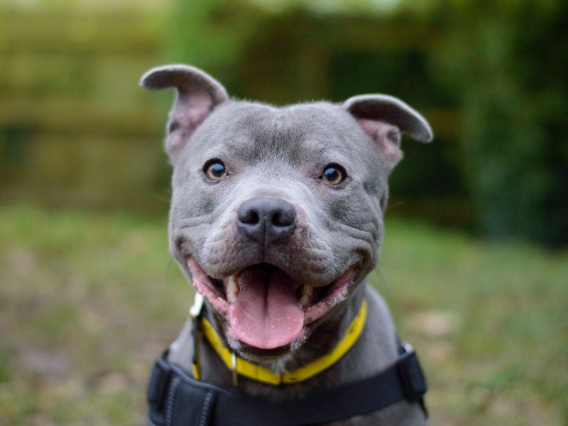 Winston for sale in Kenilworth, Warks | Image 2