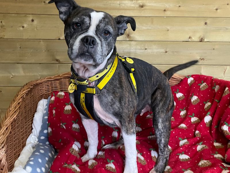 Staffordshire Bull Terrier for adoption in West Calder, West Lothian – 7 years old - Image 2 of 3