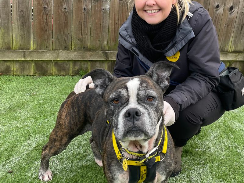 Staffordshire Bull Terrier for adoption in West Calder, West Lothian – 7 years old - Image 1 of 3