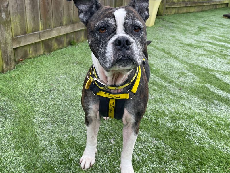 Staffordshire Bull Terrier for adoption in West Calder, West Lothian – 7 years old - Image 3 of 3