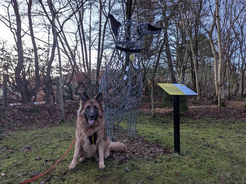 German Shepherd for adoption in West Calder, West Lothian – 6 years old - Image 2 of 3