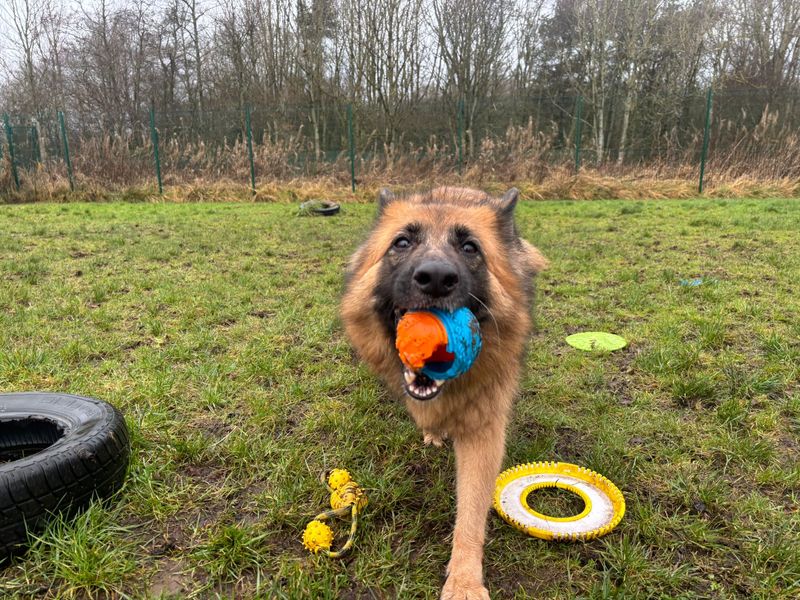 German Shepherd for adoption in West Calder, West Lothian – 6 years old