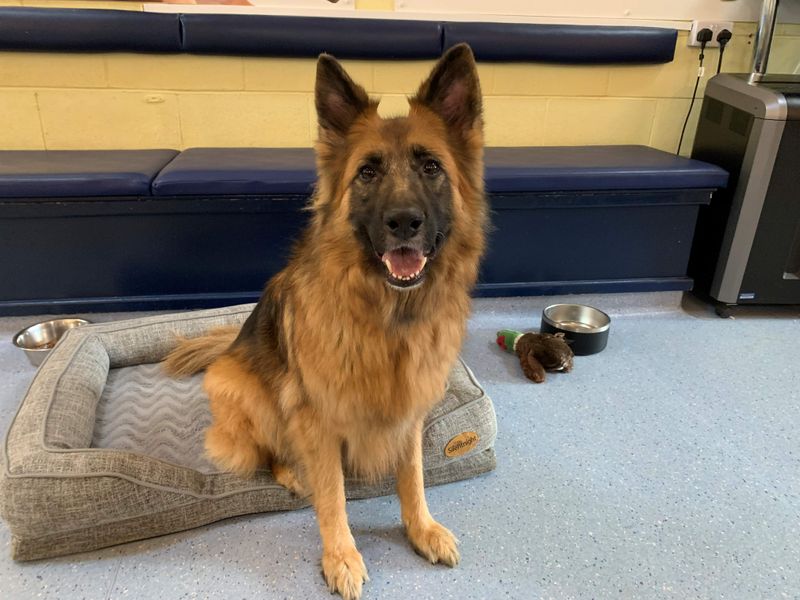 German Shepherd for adoption in West Calder, West Lothian – 6 years old - Image 3 of 3