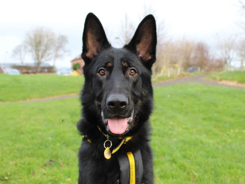 German Shepherd for adoption in Sadberge, Co Durham – 3 years old - Image 2 of 4