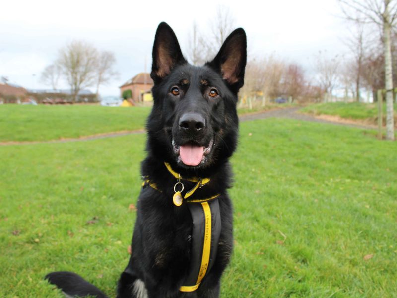 German Shepherd for adoption in Sadberge, Co Durham – 3 years old - Image 3 of 4