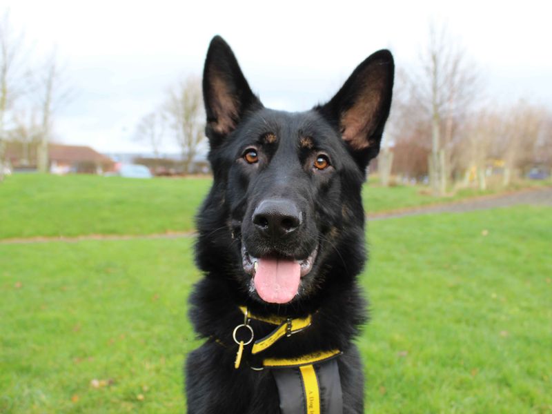 German Shepherd for adoption in Sadberge, Co Durham – 3 years old - Image 4 of 4