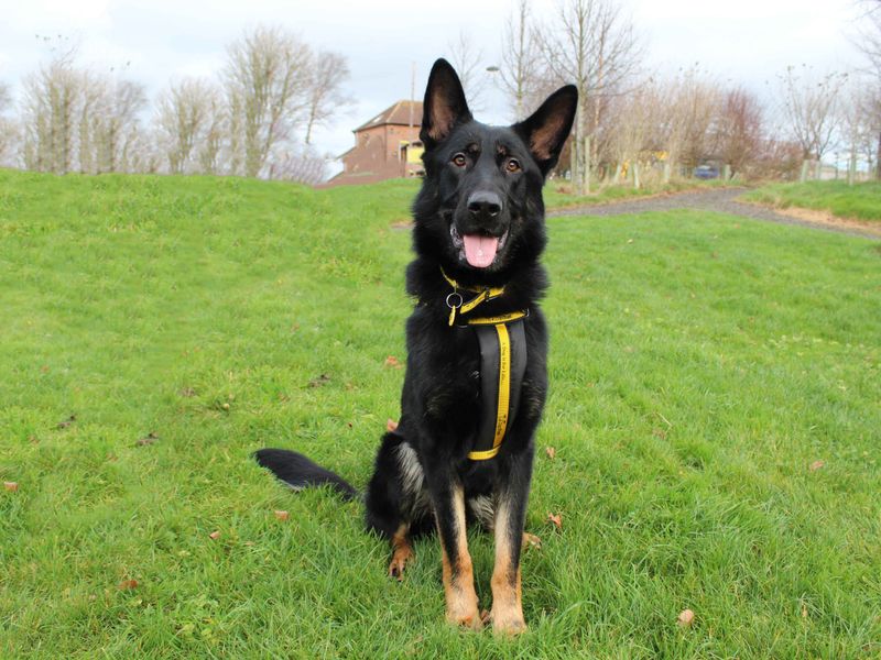 German Shepherd for adoption in Sadberge, Co Durham – 3 years old