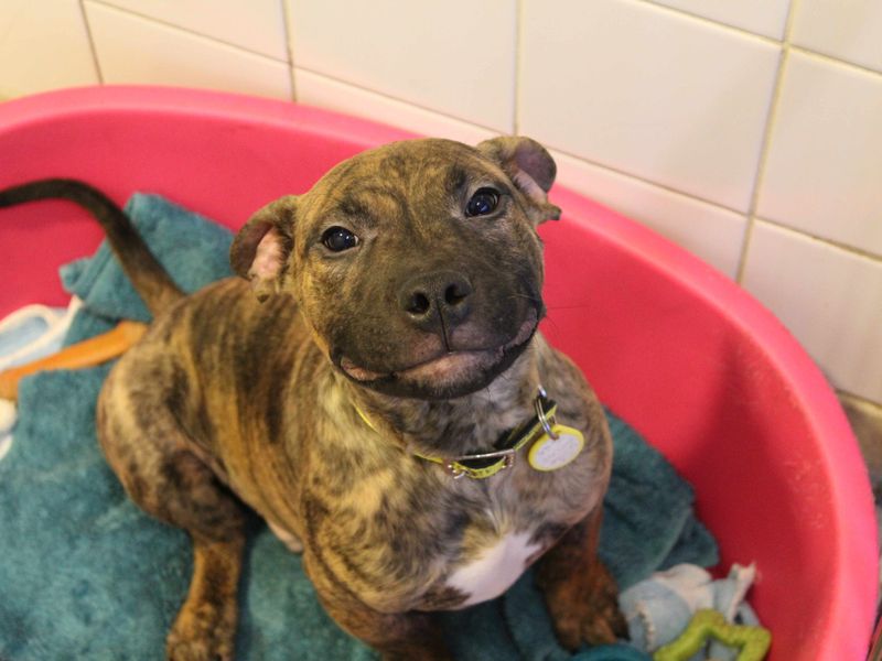 Staffordshire Bull Terrier for adoption in Glasgow, Scotland – 1 year old - Image 1 of 1