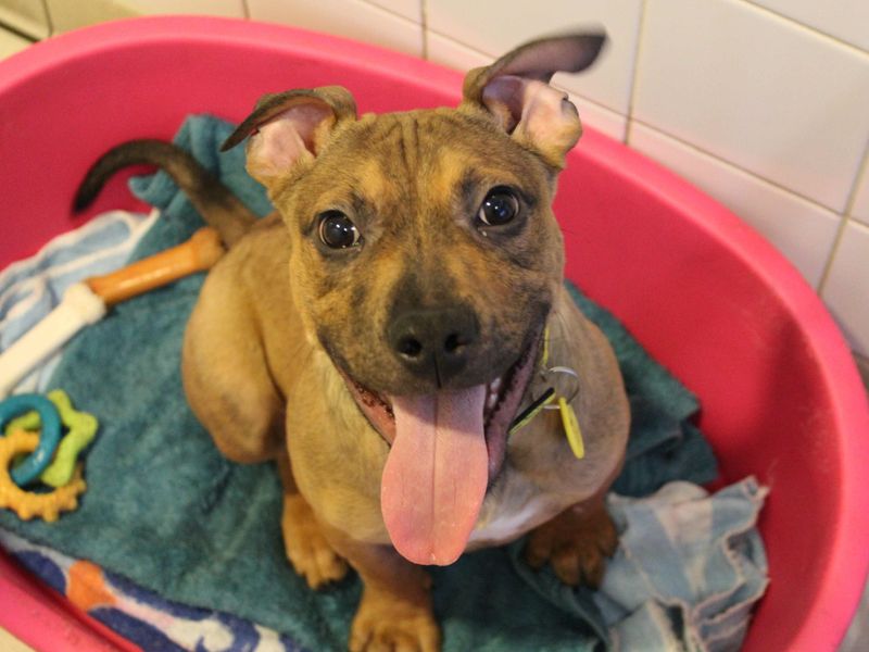 Staffordshire Bull Terrier for adoption in Glasgow, Scotland – 1 year old - Image 1 of 1