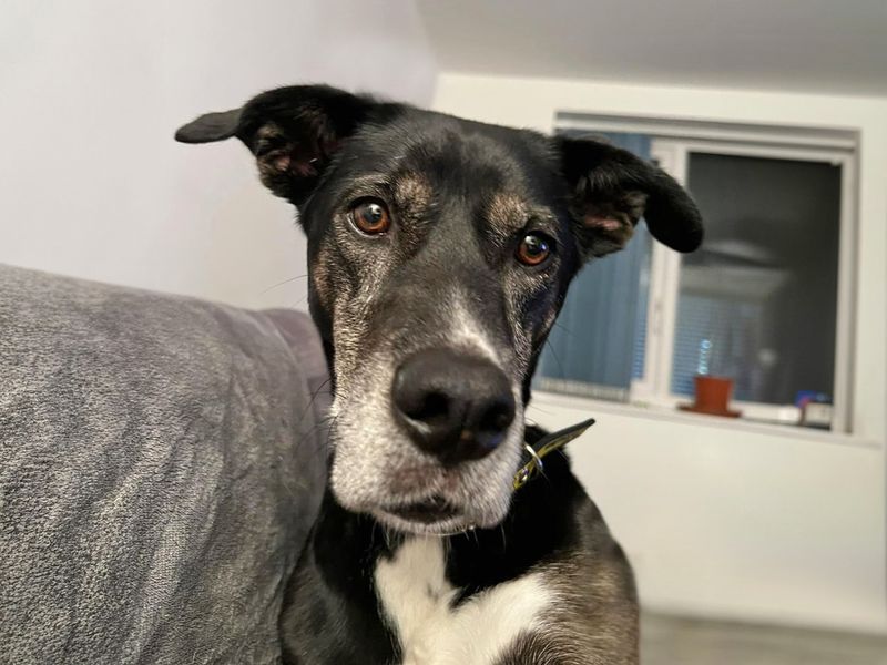 Nessa | Pointer Cross | Basildon (Essex) - 1