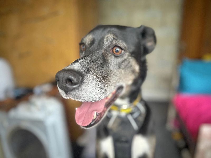 Nessa | Pointer Cross | Basildon (Essex) - 1