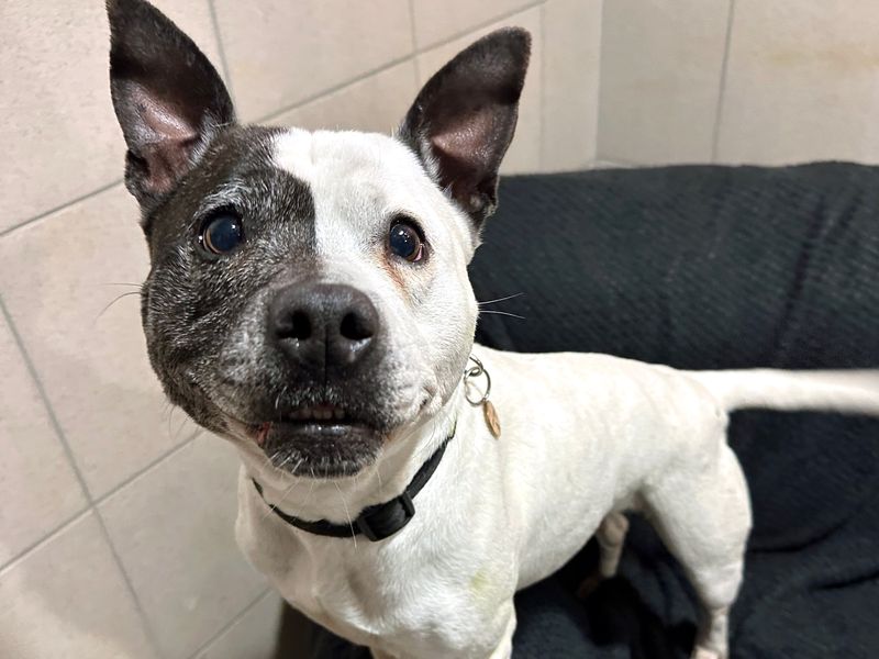 Luna | Terrier (Staffordshire Bull) | Shoreham (Sussex) - 1