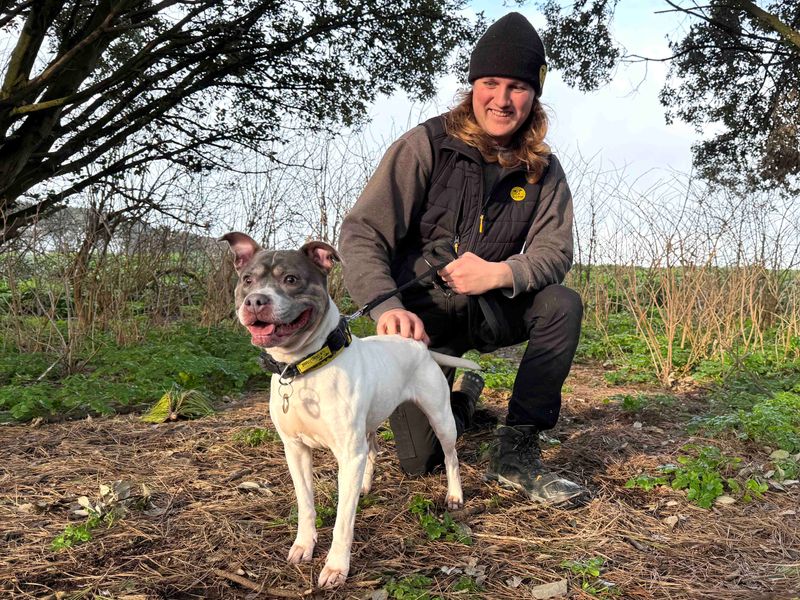 Skye | Terrier (Staffordshire Bull) | Shoreham (Sussex) - 1