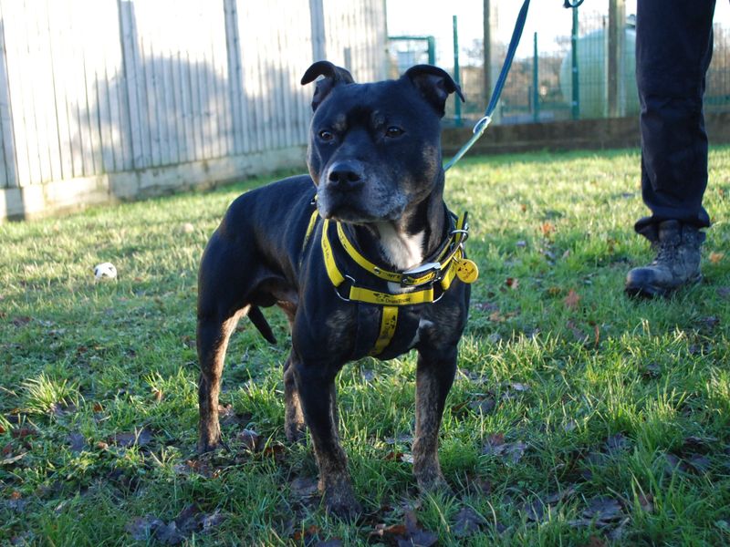 Staffordshire Bull Terrier for adoption in Newbury, Berks – 6 years old - Image 1 of 4