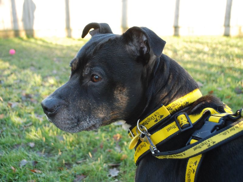 Staffordshire Bull Terrier for adoption in Newbury, Berks – 6 years old - Image 3 of 4