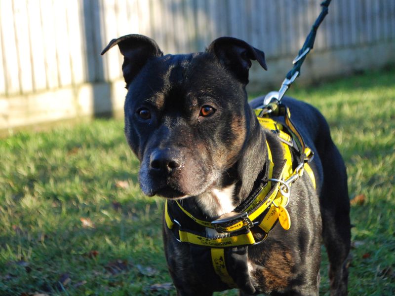 Staffordshire Bull Terrier for adoption in Newbury, Berks – 6 years old - Image 2 of 4