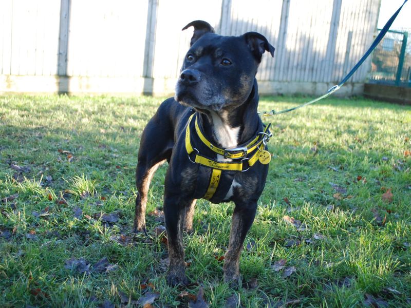 Staffordshire Bull Terrier for adoption in Newbury, Berks – 6 years old - Image 4 of 4