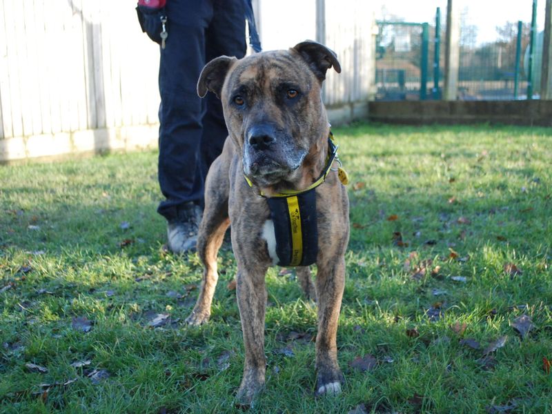 Staffordshire Bull Terrier for adoption in Newbury, Berks – 6 years old - Image 4 of 6