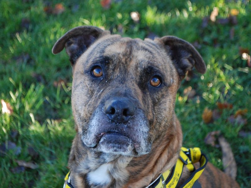 Staffordshire Bull Terrier for adoption in Newbury, Berks – 6 years old - Image 3 of 6