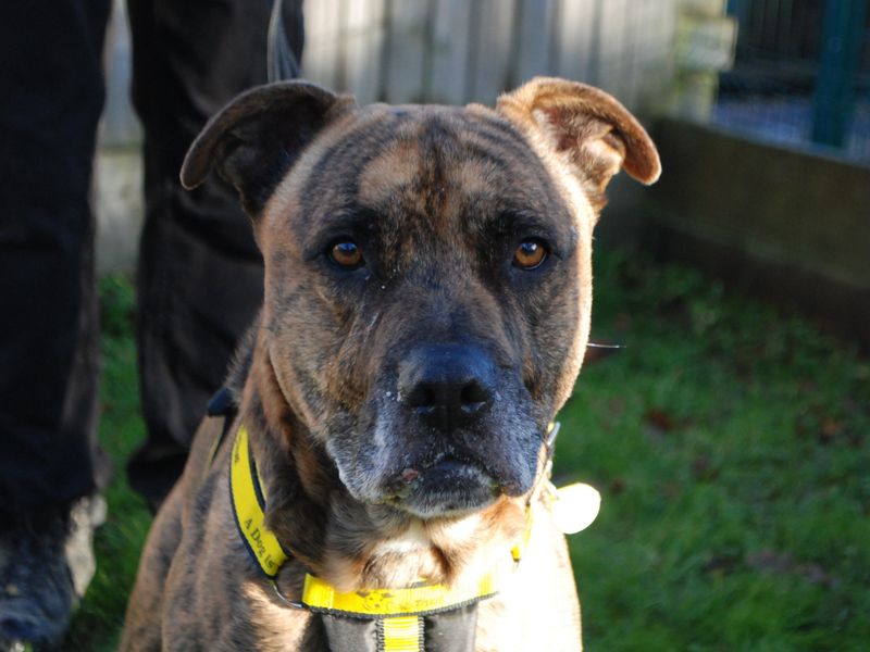 Staffordshire Bull Terrier for adoption in Newbury, Berks – 6 years old - Image 5 of 6