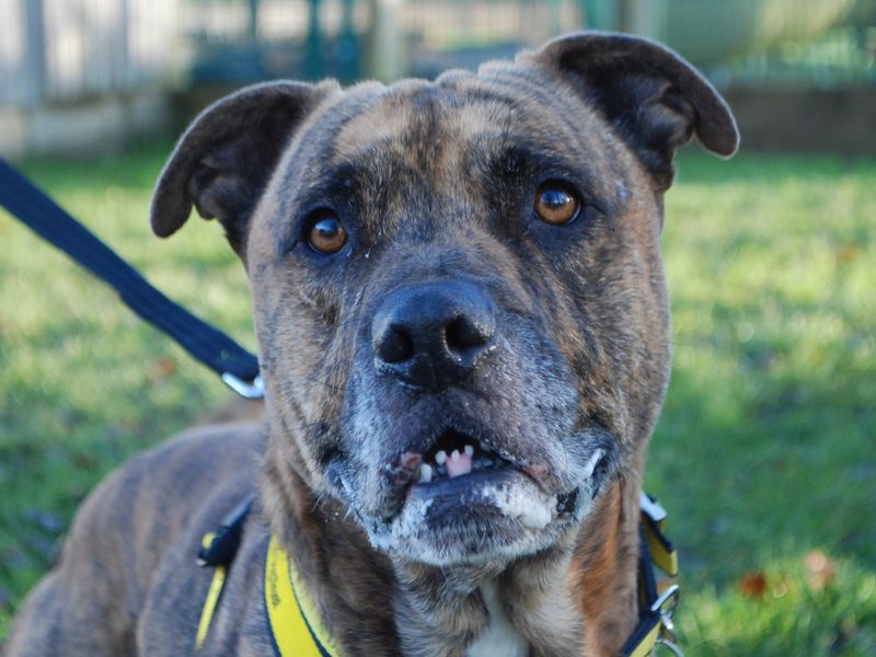 Staffordshire Bull Terrier for adoption in Newbury, Berks – 6 years old - Image 1 of 6